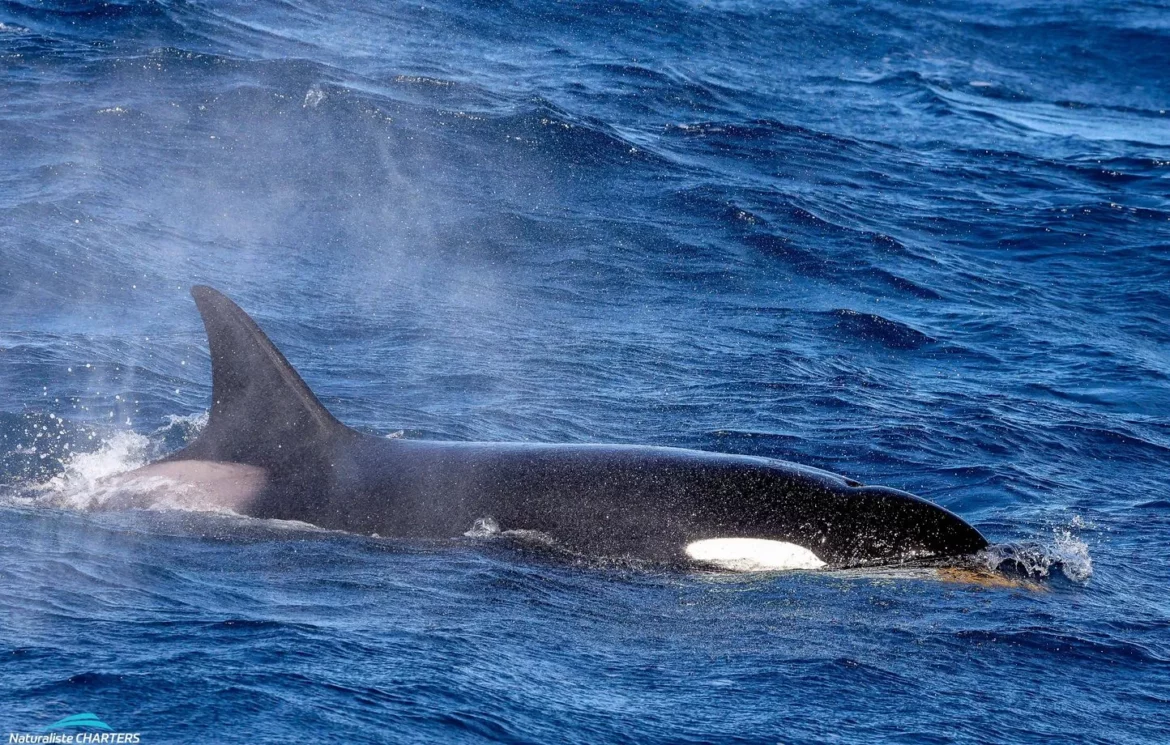 Oceans: Y aura-t-il deux espèces distinctes d’orques sur Terre dans un avenir proche?