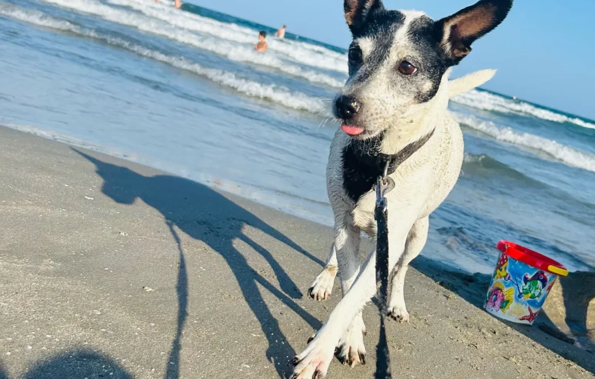 Comment organiser des vacances à la plage avec son chien ?