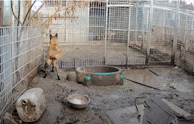 Béziers: Gérant du «pire endroit sur Terre pour des animaux» reçoit une peine de prison avec sursis.