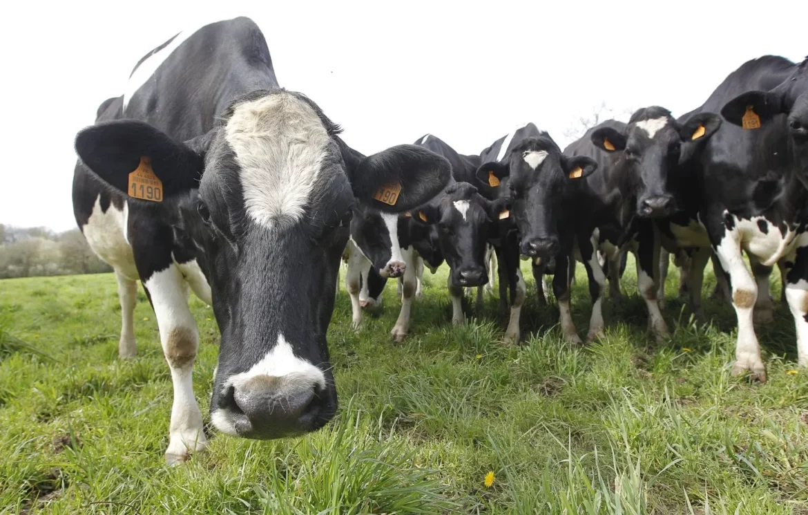 Sarthe: Huit vaches disparaissent dans un mystérieux trou de 18 m de profondeur