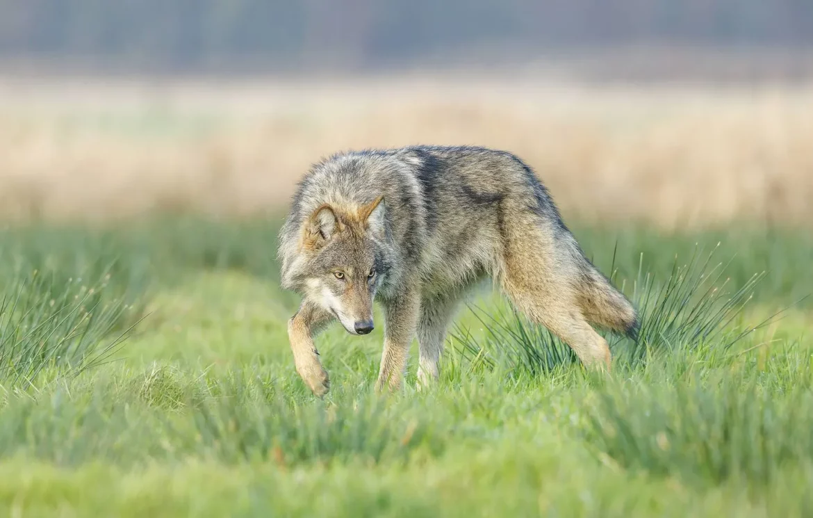 Attaque de loups au Zoo de Thoiry : le pronostic vital d’une femme mordue est engagé